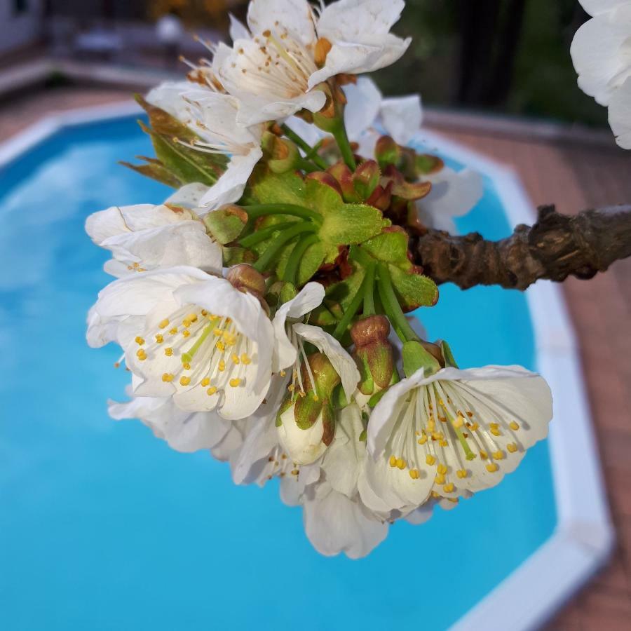 Apartament Il Ciliegio Del Pellegrino Gubbio Zewnętrze zdjęcie